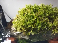 2026年最新】ハイゴケの人気アイテム - メルカリ