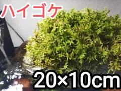 2026年最新】ハイゴケの人気アイテム - メルカリ