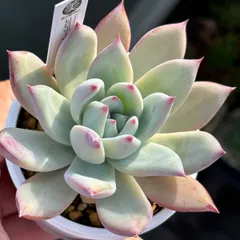 2025年最新】コロラータ ルーフの人気アイテム - メルカリ