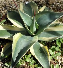 アガベ フェロックスローガンカルホーン1 - メルカリ