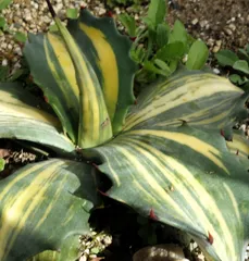 2025年最新】フェロックス 縞斑の人気アイテム - メルカリ