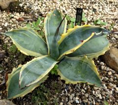 アガベ フェロックス黄覆輪3 アガベ サルミアナフェロックス錦 黄覆輪 - メルカリ