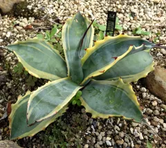 2025年最新】サルミアナフェロックス アガベの人気アイテム - メルカリ