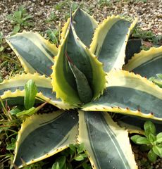 アガベ フェロックスローガンカルホーン1 - メルカリ