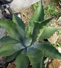 アガベ オバティフォリアオルカ1 - メルカリ