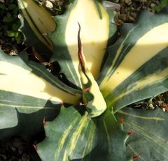 アガベ オバティフォリアオルカ1 - メルカリ