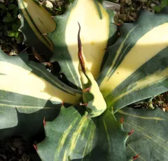 2025年最新】フェロックス 縞斑の人気アイテム - メルカリ