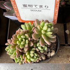 大セール‼️古都の葉さん苗❣️小桃いろは❣️札付き❗️多肉植物 抜き