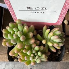 ❤️専用出品❤️✨メルカリ便✨クリスペートビューティー  ❤️抜き苗❤️パープル札 ❤️専用出品❤️✨メルカリ便✨クリスペートビューティー ❤️抜き苗