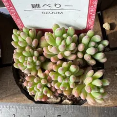 2025年最新】札付き 多肉植物の人気アイテム - メルカリ