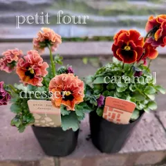 2025年最新】プティフール ビオラの人気アイテム - メルカリ 2025年最新】プティフール ビオラの人気アイテム - メルカリ