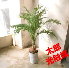 光触媒 人工観葉植物 ウォールグリーン フェイクグリーン アレカヤシ茶
