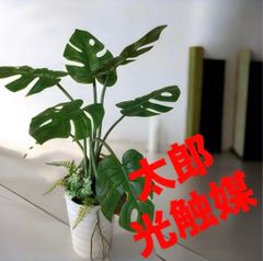 光触媒 人工観葉植物 ウォールグリーン フェイクグリーン フェニックス