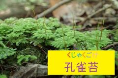 国産】生水苔/ナマミズゴケ - メルカリ
