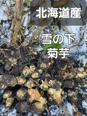 北海道産 雪の下菊芋 10kg業者様もいかがでしょうか