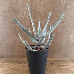 アロエ コニフェラ ② 現品 Aloe conifera  豆切丸 翠眉殿 棘 観葉植物 植物 珍奇植物 珍奇 珍しい レア 希少 多肉植物 多肉 インテリア プレゼント おしゃれ おうち時間 グリーン アートプランツ