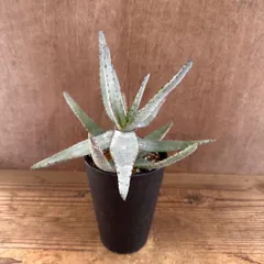 アロエ コニフェラ ① 現品 Aloe conifera  豆切丸 翠眉殿 棘 観葉植物 植物 珍奇植物 珍奇 珍しい レア 希少 多肉植物 多肉 インテリア プレゼント おしゃれ おうち時間 グリーン アートプランツ
