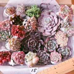 15 大きめ苗入り多肉植物セット