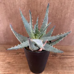 アロエ 鬼踏丸 ① 現品 Aloe marlothii hybrid マルロシー ハイブリッド 鬼切丸 観葉植物 植物 珍奇植物 珍奇 珍しい レア 希少 多肉植物 多肉 インテリア プレゼント おしゃれ おうち時間 グリーン アートプランツ