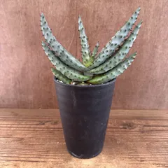 アロエ 鬼天丸  現品 Aloe marlothii hybrid マルロシー ハイブリッド 鬼切丸 観葉植物 植物 珍奇植物 珍奇 珍しい レア 希少 多肉植物 多肉 インテリア プレゼント おしゃれ おうち時間 グリーン アートプランツ