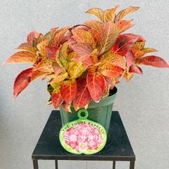 現品］【希少】アデニウム アナコンダ 7号 コーデックス 珍しい 塊根