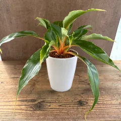 クロロフィツム プリンセスメイブル 白陶器鉢 現品 観葉植物 観葉 植物 珍奇植物 珍奇 珍しい 珍奇 レア 希少 インテリア プレゼント おしゃれ かわいい グリーン オレンジ オリズルラン