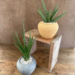 観葉2種セット サンセベリア シルバークラウン・サンセベリア フランシシー　リメイク鉢付き　③　観葉植物 観葉 植物 珍奇植物 珍奇 珍しい インテリア おしゃれ かわいい プレゼント おすすめ リサイクル鉢 空気清浄 風水 マイナスイオン