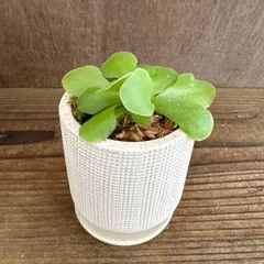 ムシトリスミレ セトス 陶器鉢 現品 Pinguicula sethos ピンギキュラ 虫取りスミレ モラネンシス エーレルサエ 交配種 交配 観葉植物 観葉 植物 珍奇植物 珍奇 珍しい レア 希少 食虫植物 食虫 インテリア プレゼント おしゃれ