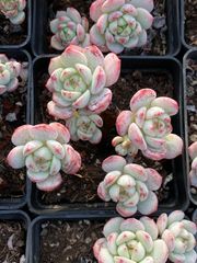 18株の抜き苗セット】アイスローズ錦6頭 多肉植物 佐川急便発送