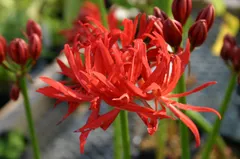 2026年最新】ヒガンバナ 斑入りの人気アイテム - メルカリ