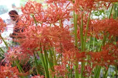 2026年最新】ヒガンバナ 斑入りの人気アイテム - メルカリ