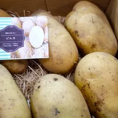 2026年最新】じゃがいも デストロイヤーの人気アイテム - メルカリ