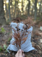 ☆開花促進剤☆粒状肥料☆園芸用品☆室内栽培☆水耕栽培 Grotek