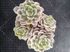 多肉植物 フィレンツェ錦 変異 - メルカリ