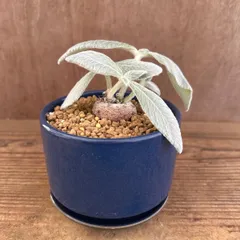 シンニンギア　レウコトリカ　青陶器鉢付き　現品 Sinningia leucotricha 断崖の女王 レクステネリア ブラジリアン エーデルワイス 観葉植物 観葉 植物 塊根植物 塊根 コーデックス インテリア プレゼント おしゃれ かわいい グリーン