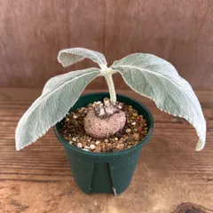 【サンプル】シンニンギア　レウコトリア　1個　Sinningia leucotricha イワタバコ オオイワギリソウ レウコトリカ 断崖の女王  観葉植物 観葉 植物  多肉植物 多肉 カクタス インテリア プレゼント おしゃれ かわいい グリーン