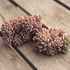 新品種◎ソングフォーユー◎多肉植物 カット苗 韓国苗 エケベリア等 ソングフォーユー song for you エケベリア 多肉植物 韓国苗 2025新