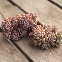 ピンクディオラ 2typeセット 韓国苗 寄せ植え pink diora 多肉植物