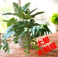 光触媒 人工観葉植物 ウォールグリーン フェイクグリーン フェニックス