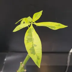 2025年最新】パキラ 斑入り 実生の人気アイテム - メルカリ