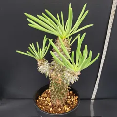 2025年最新】チレコドンの人気アイテム - メルカリ