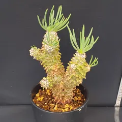 2025年最新】チレコドンの人気アイテム - メルカリ