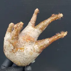 2025年最新】グラキリス ベアルートの人気アイテム - メルカリ