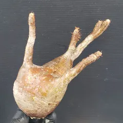 2025年最新】抜き苗 グラキリスの人気アイテム - メルカリ