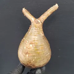 2025年最新】グラキリス ベアルートの人気アイテム - メルカリ