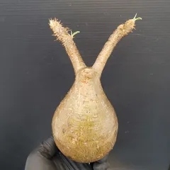 2025年最新】グラキリス ベアルートの人気アイテム - メルカリ