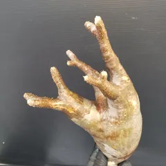 2025年最新】グラキリス ベアルートの人気アイテム - メルカリ