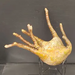 2025年最新】グラキリス ベアルートの人気アイテム - メルカリ