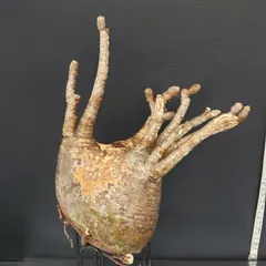 2025年最新】グラキリス 現地球の人気アイテム - メルカリ