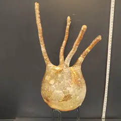 サマーセール グラキリス ベアルート 特大サイズ_4 2025年最新】グラキリス ベアルートの人気アイテム - メルカリ